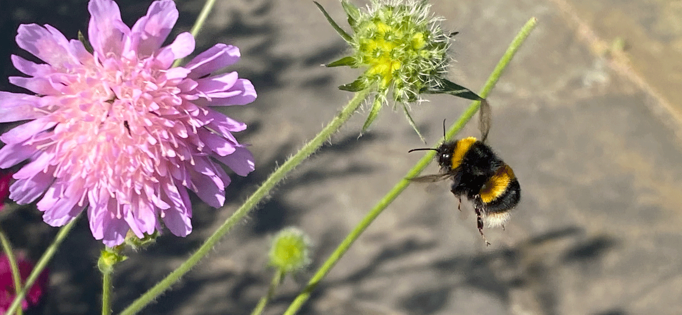 Bee on a flower